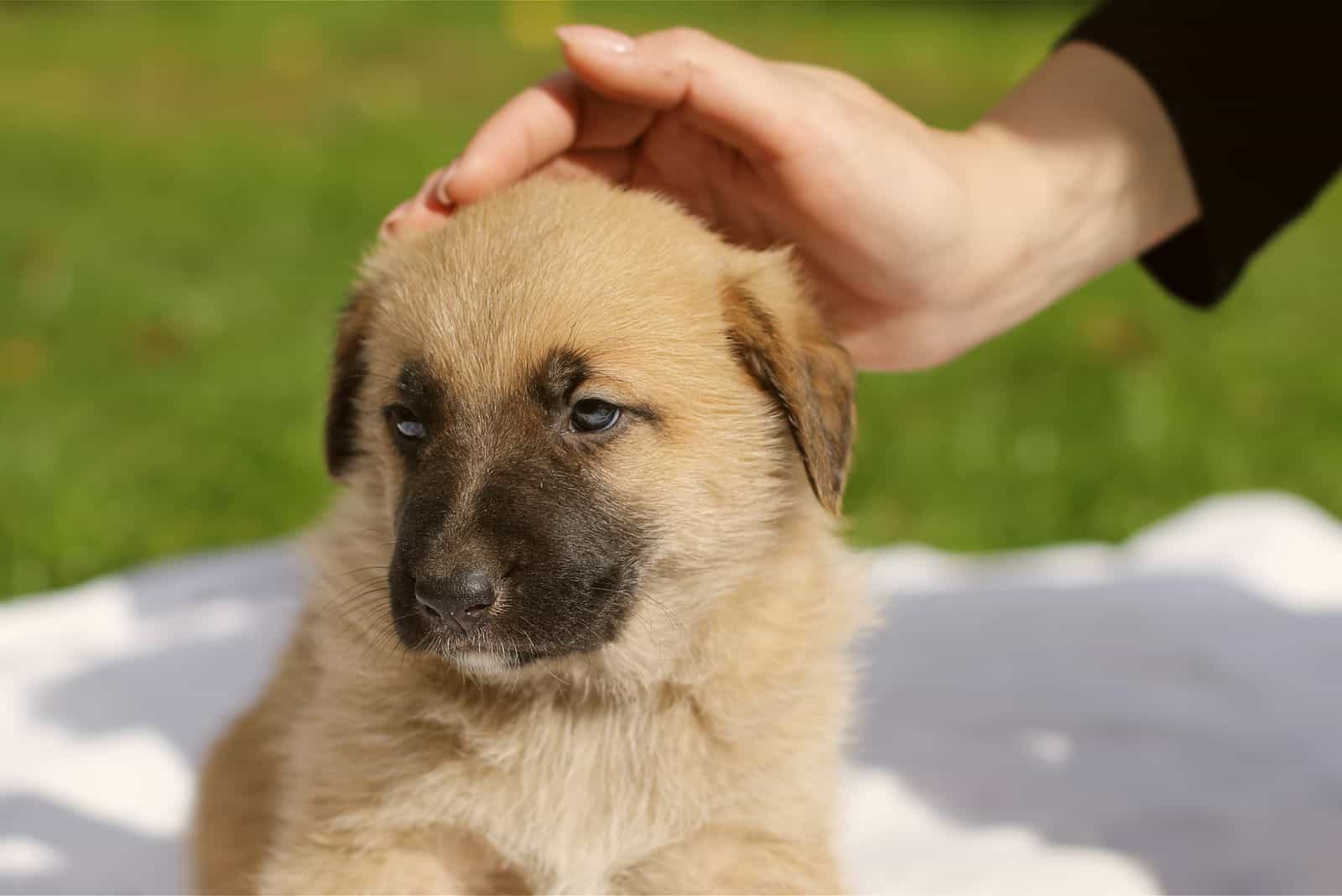 a woman caresses the rocks of a German shepherd