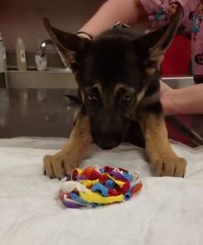a woman is holding a puppy looking at a toy