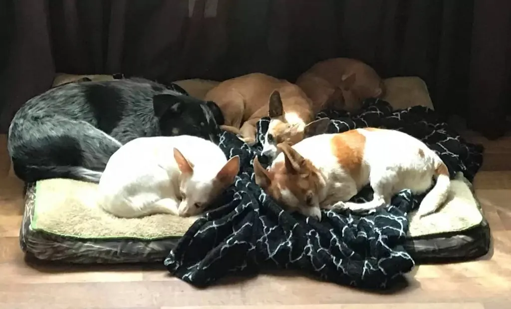 abandoned chihuahuas lie on their pillows