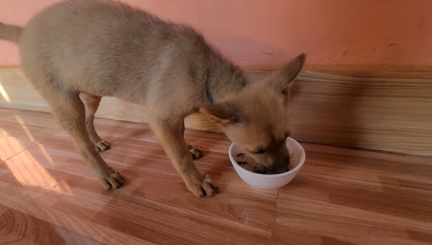 abandoned puppy being fed by a hiker