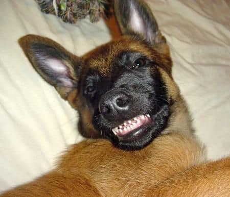 adorable belgian malinois taking a selfie