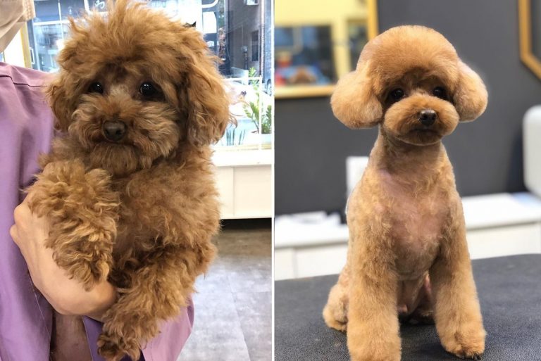 Cachorro depois da higienização profissional