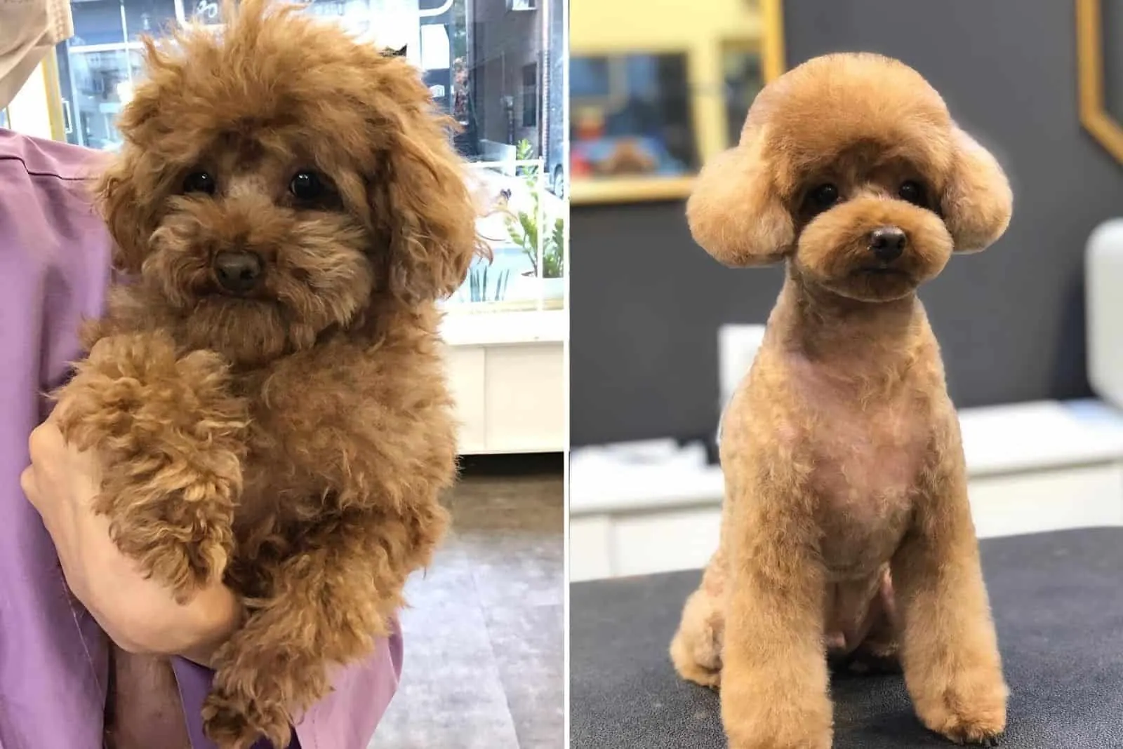 adorable brown dog before and after grooming