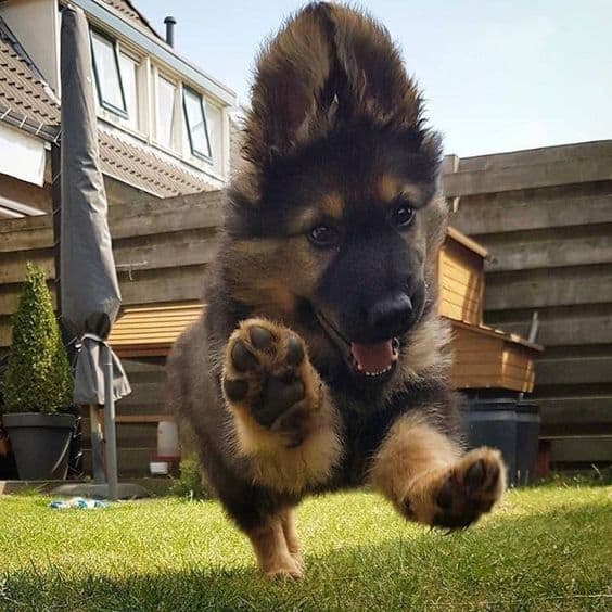 adorable german shepherd puppy running