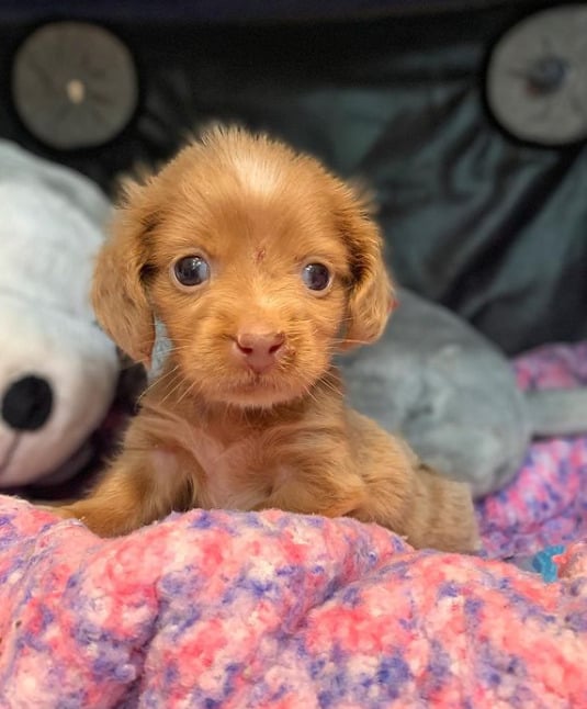 adorable little puppy on the bed