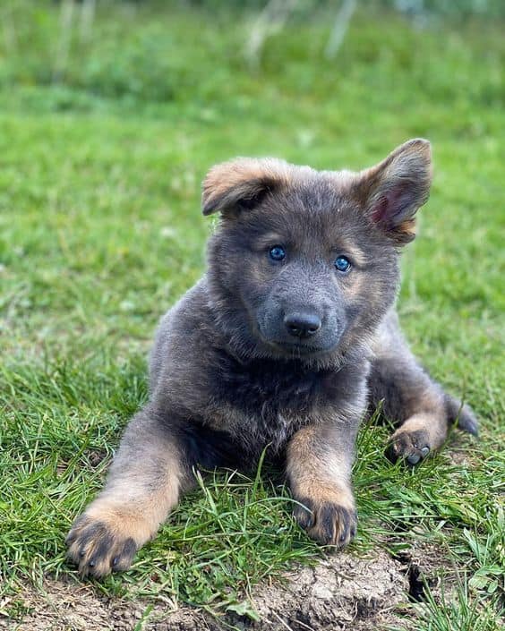 adorable puppy on the grass
