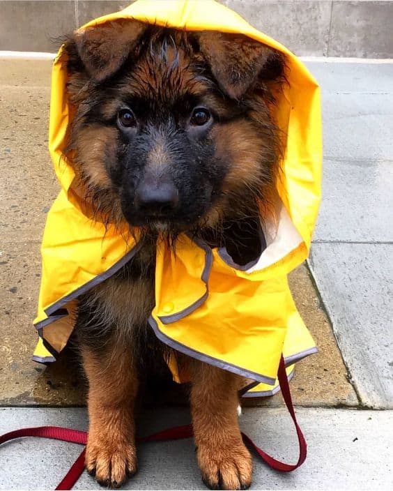 adorable puppy wearing raincoat