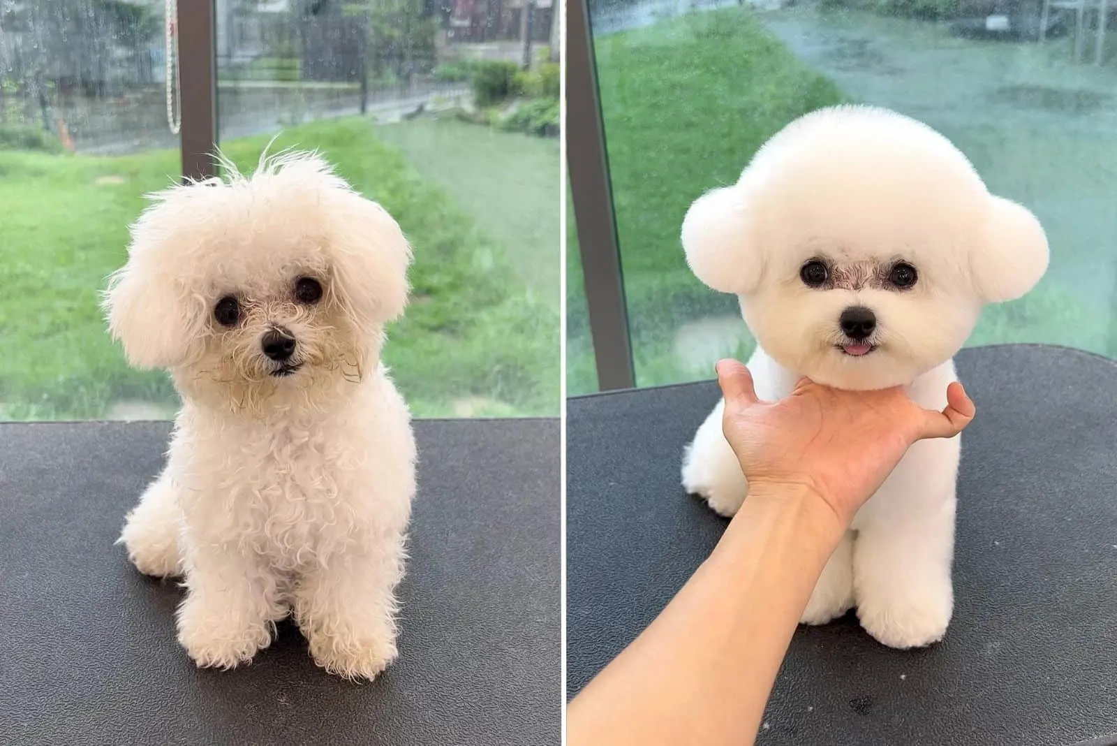 adorable white dog before and after grooming