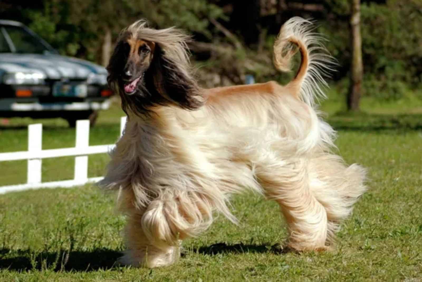 afghan hound dog