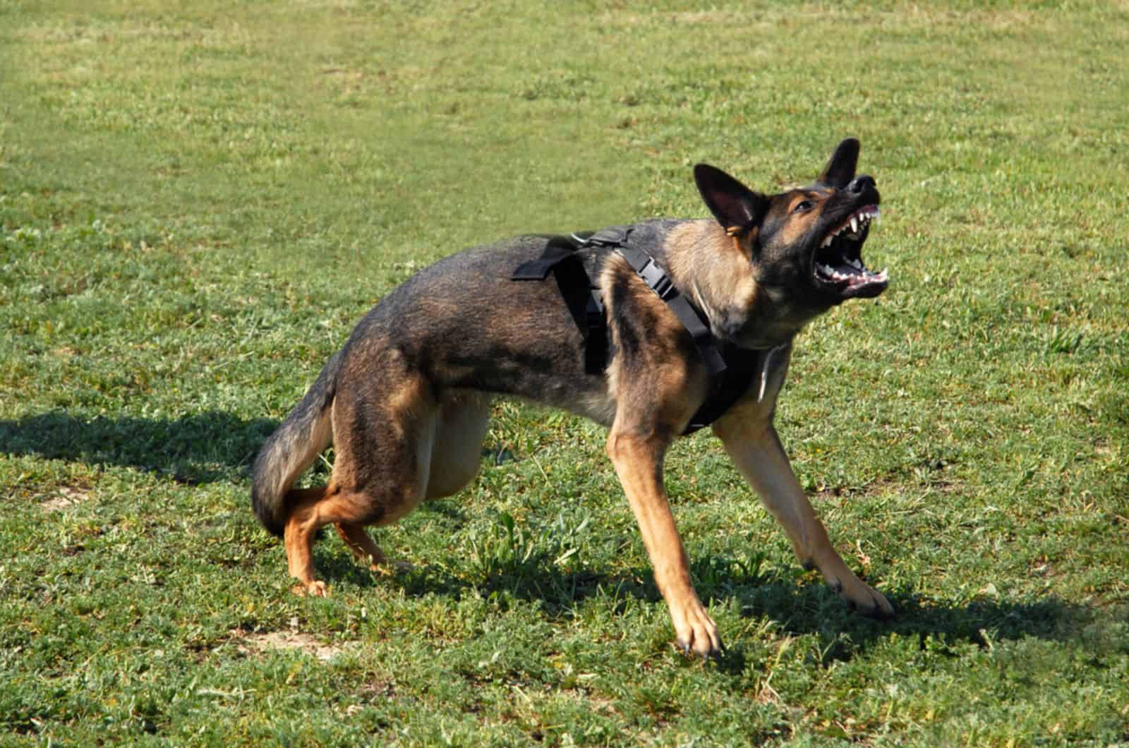 agressive german shepherd dog barking