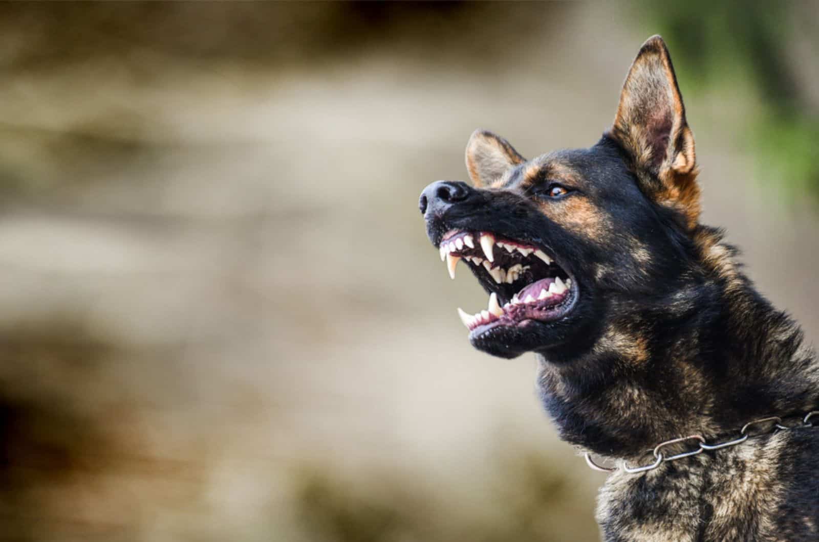 agressive german shepherd barking