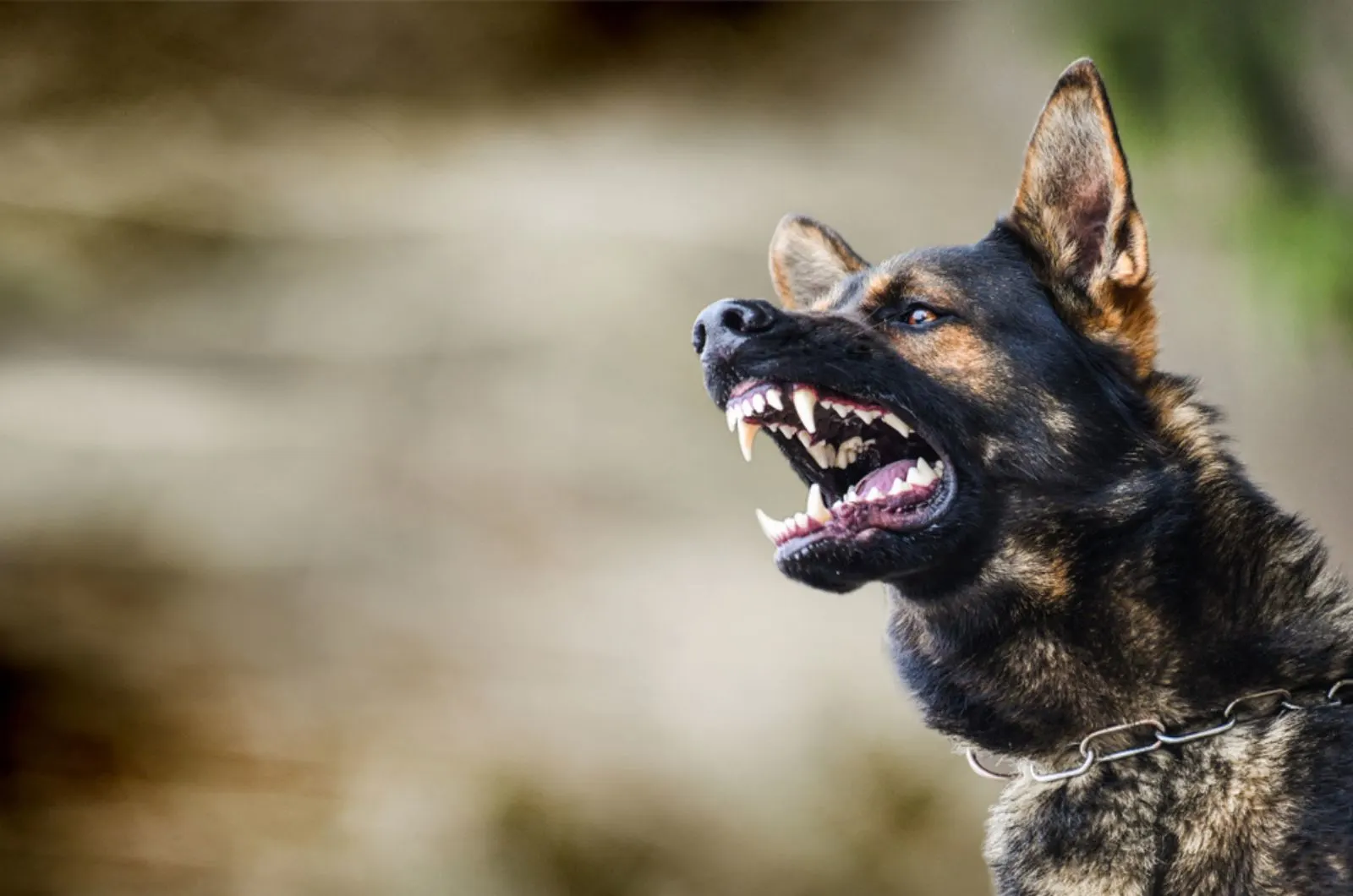 agressive german shepherd barking