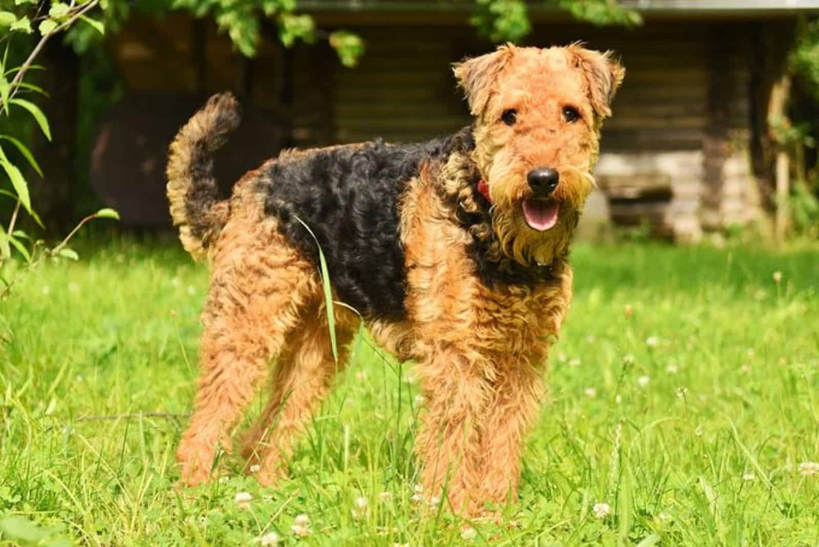 airedale terrier dog in the yard