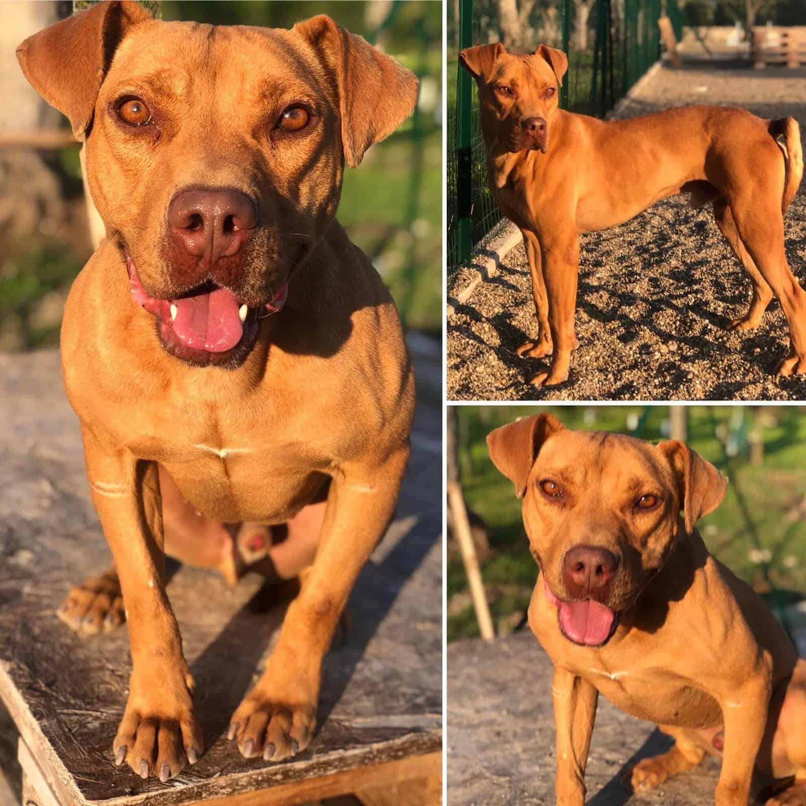 beautiful dog in sunlight