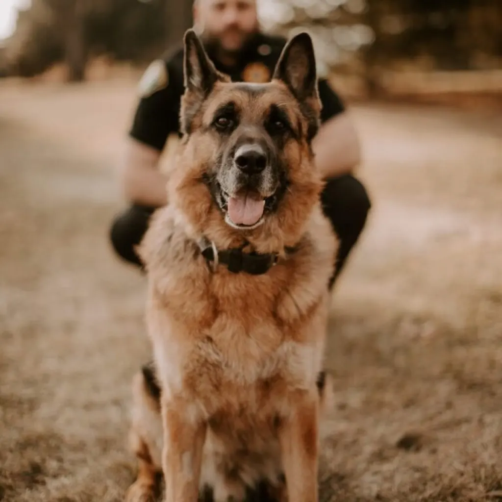 beautiful german shepherd retirement dog