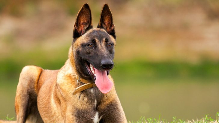 These 5 Most Destructive Dog Breeds Are No Walk In The Park