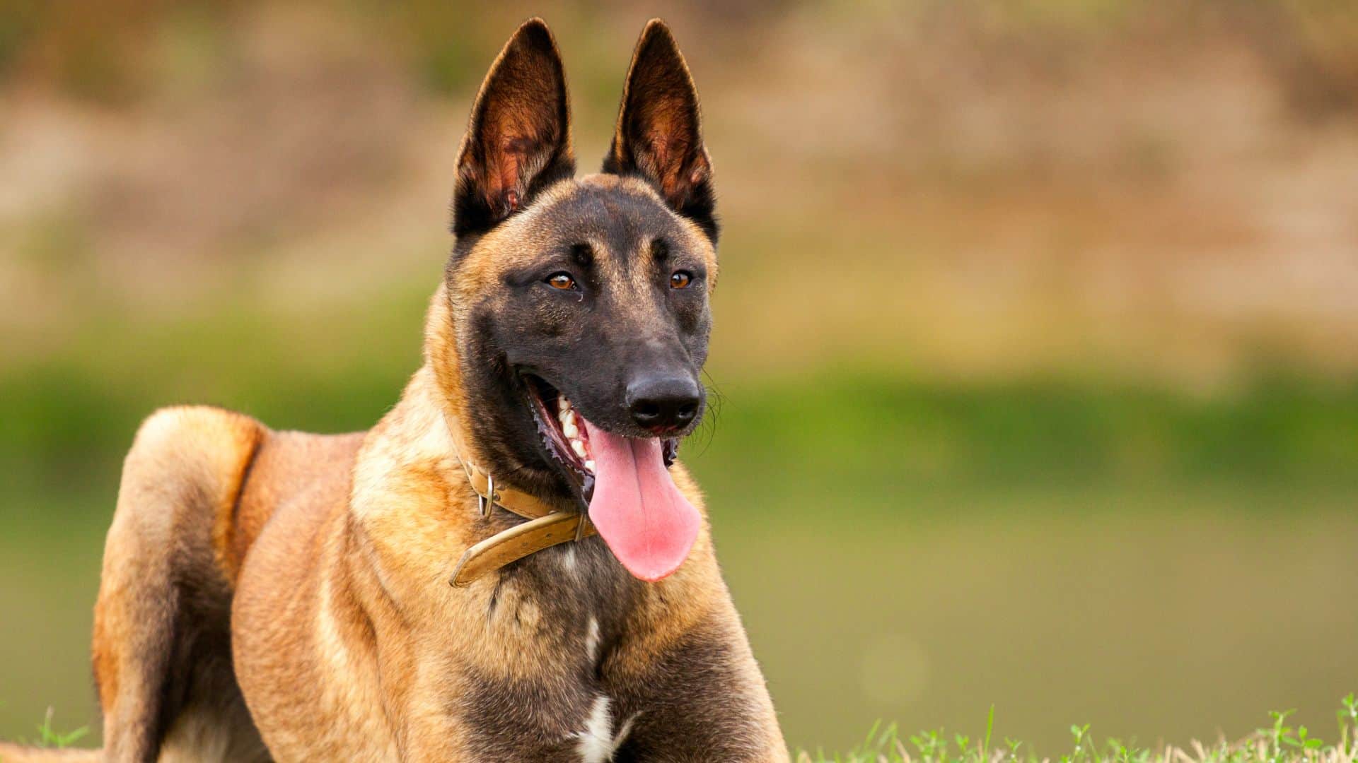 belgian malinois dog