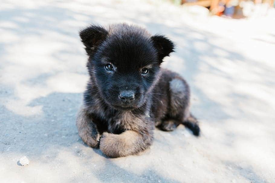 belgian malinois puppy sitting