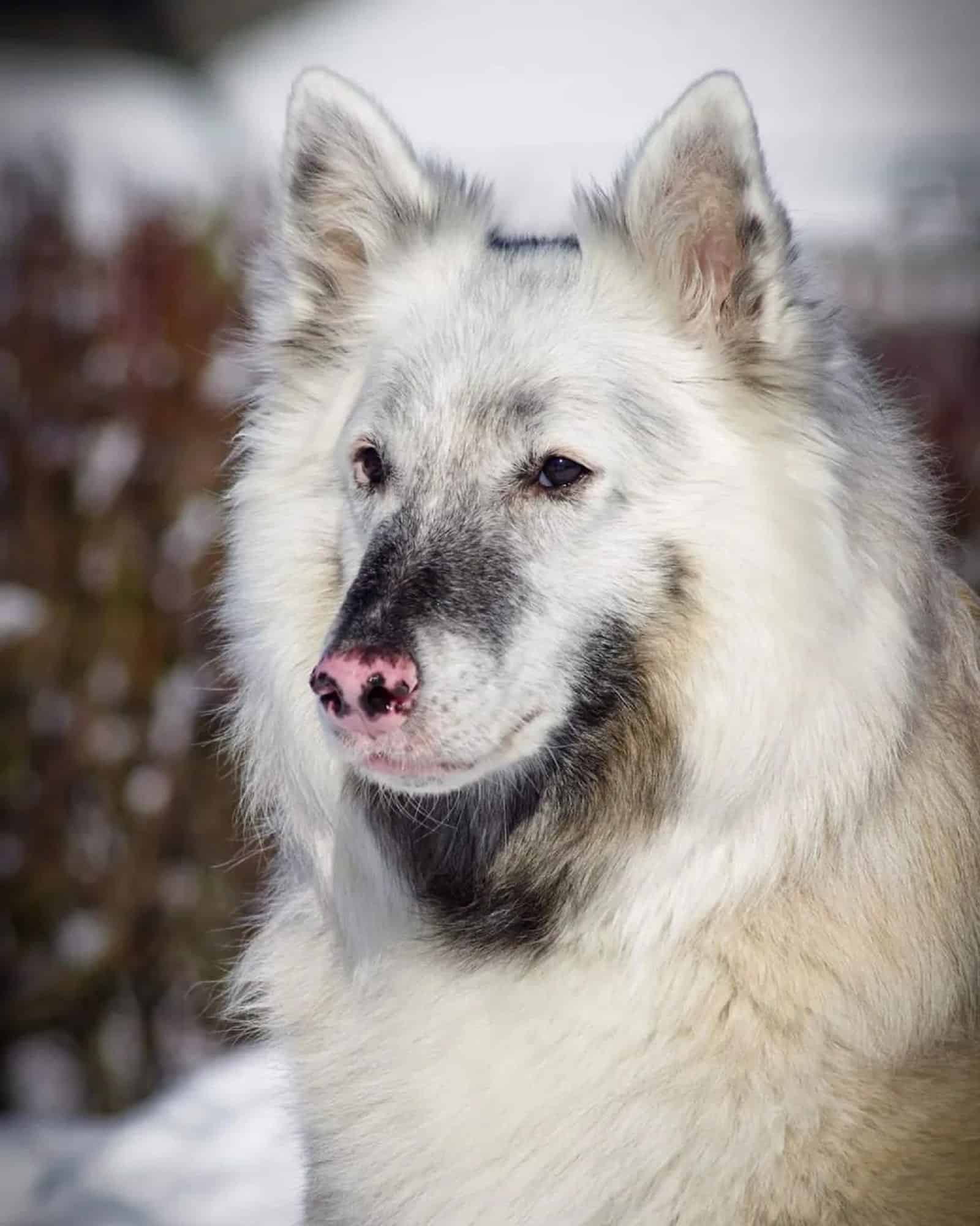 belgian shepherd with vitiligo