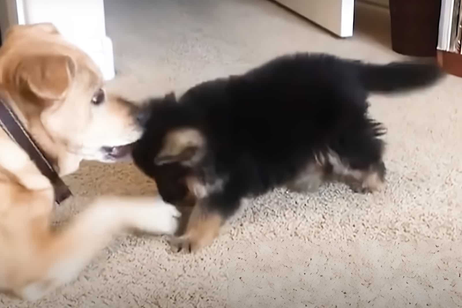 big dog playing with german shepherd puppy