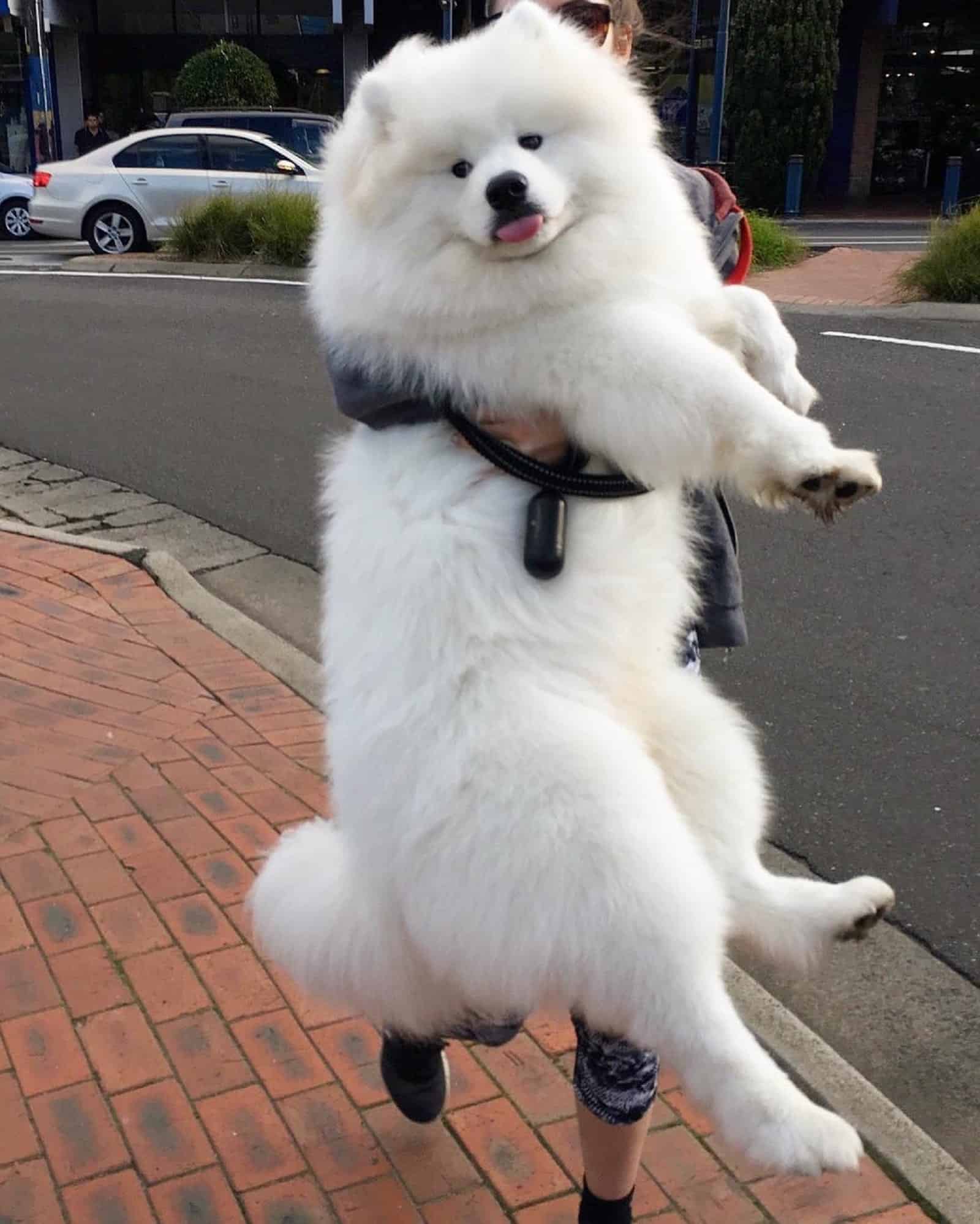 big white samoyed in his owner's hands