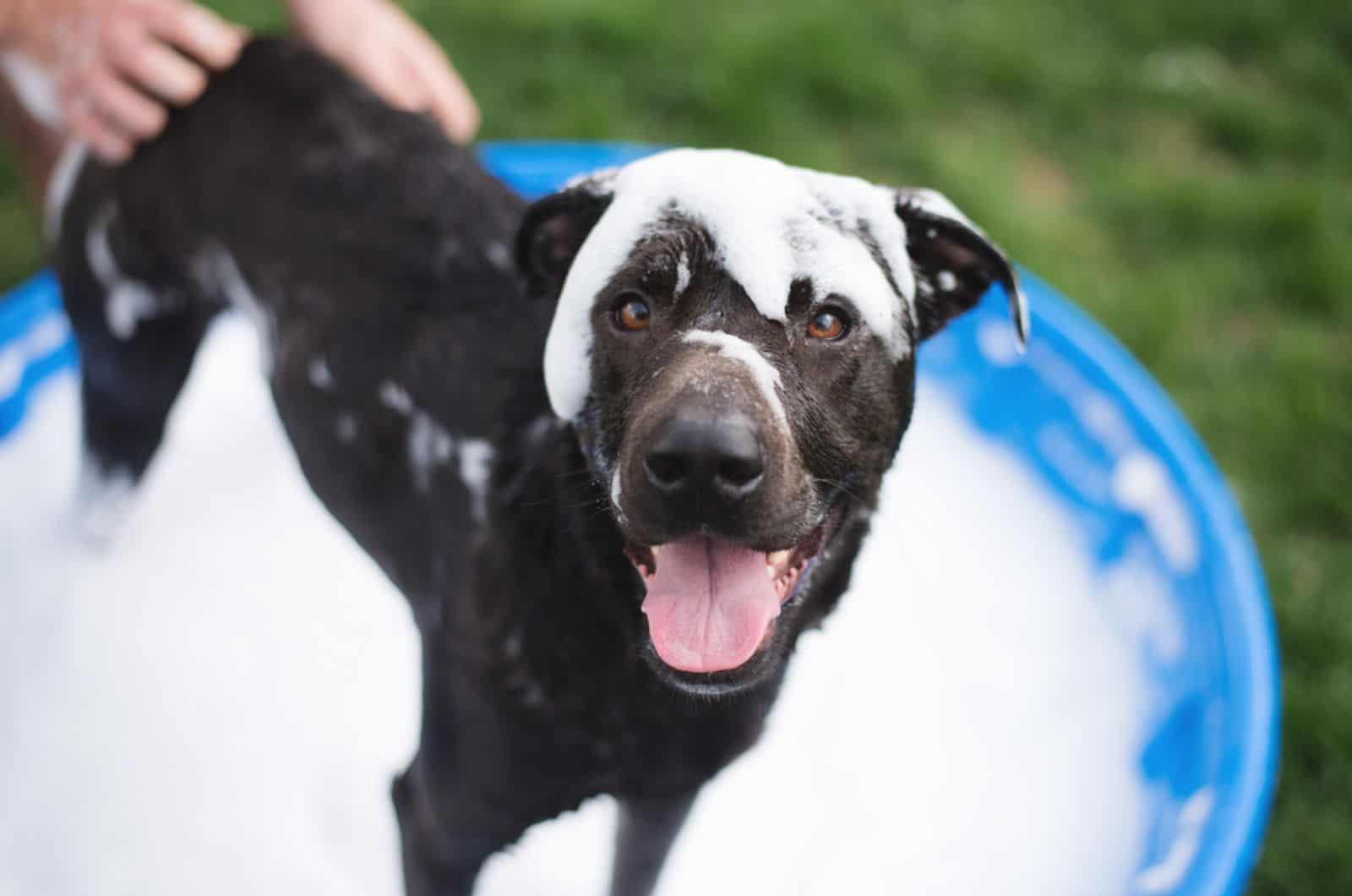 black dog getting bubble bath in the yard