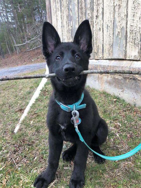 black german shepherd puppy holding a stick