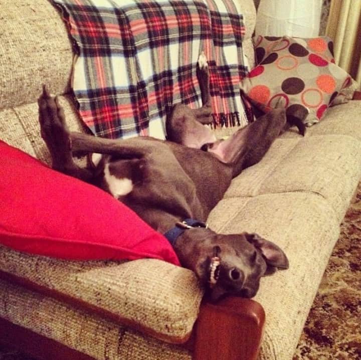 blue greyhound lying on the couch