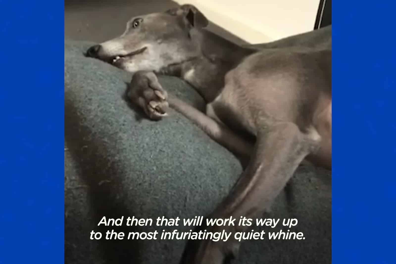blue letting out a whine while in bed