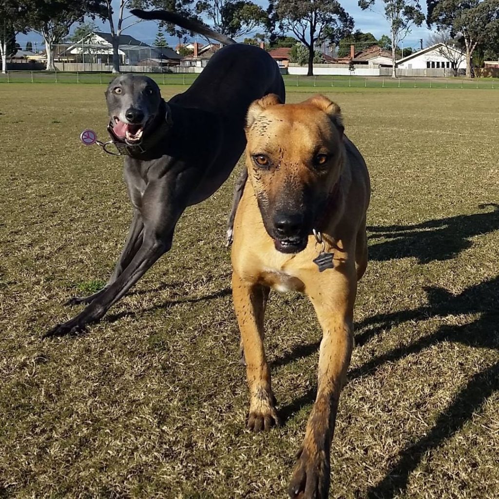 blue the greyhound plays with dog