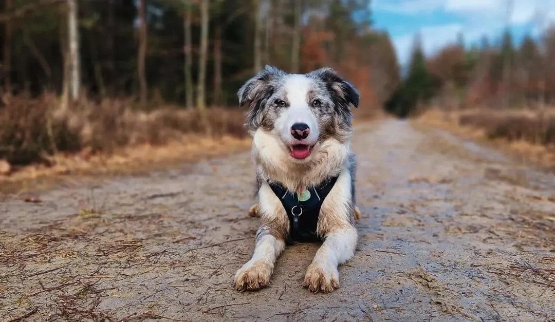 border collie trained with positive canine education