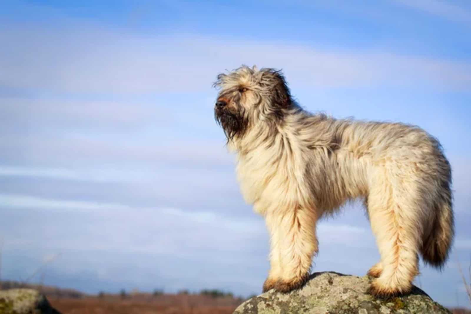 briard dog standing on the rock