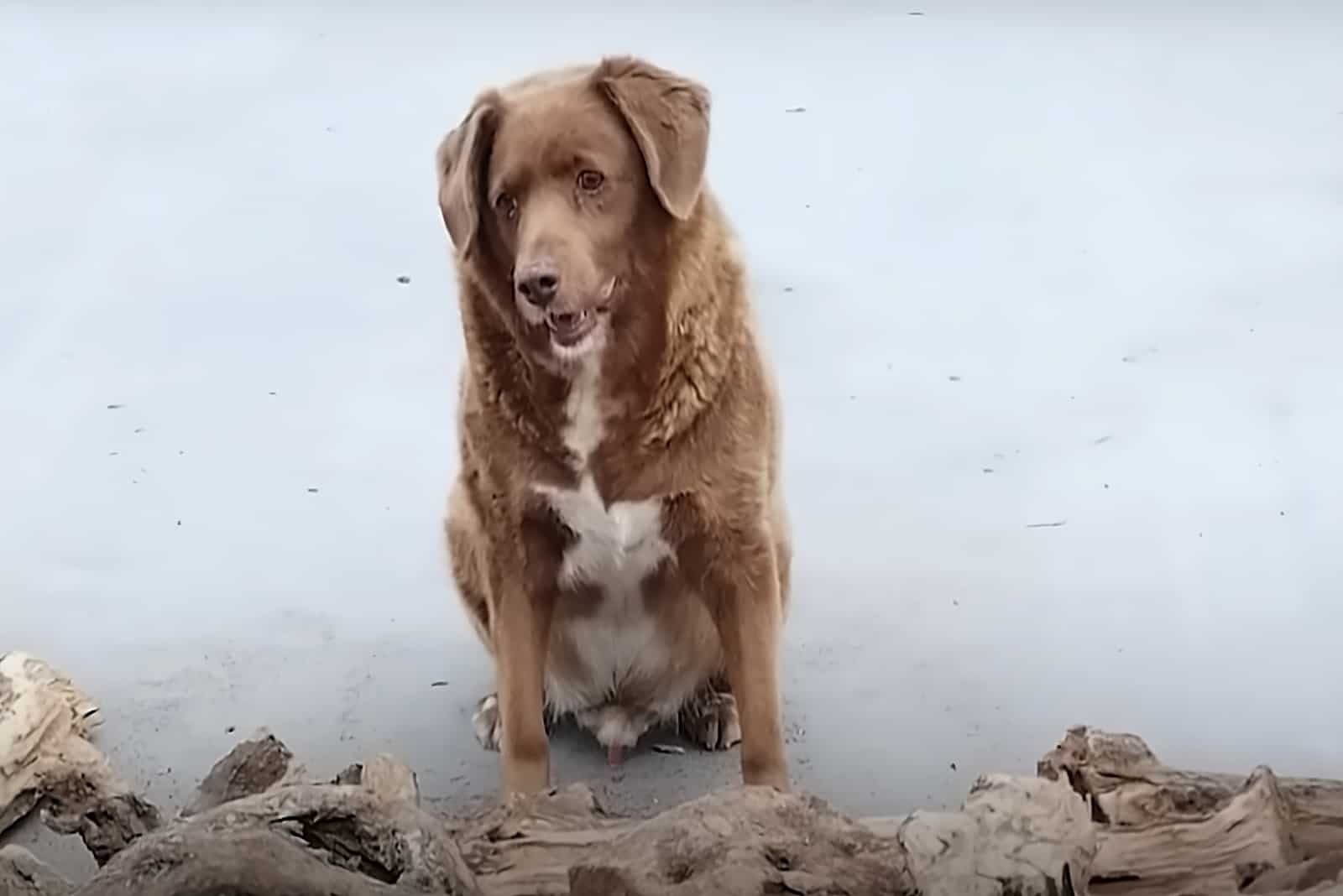 brown dog sitting