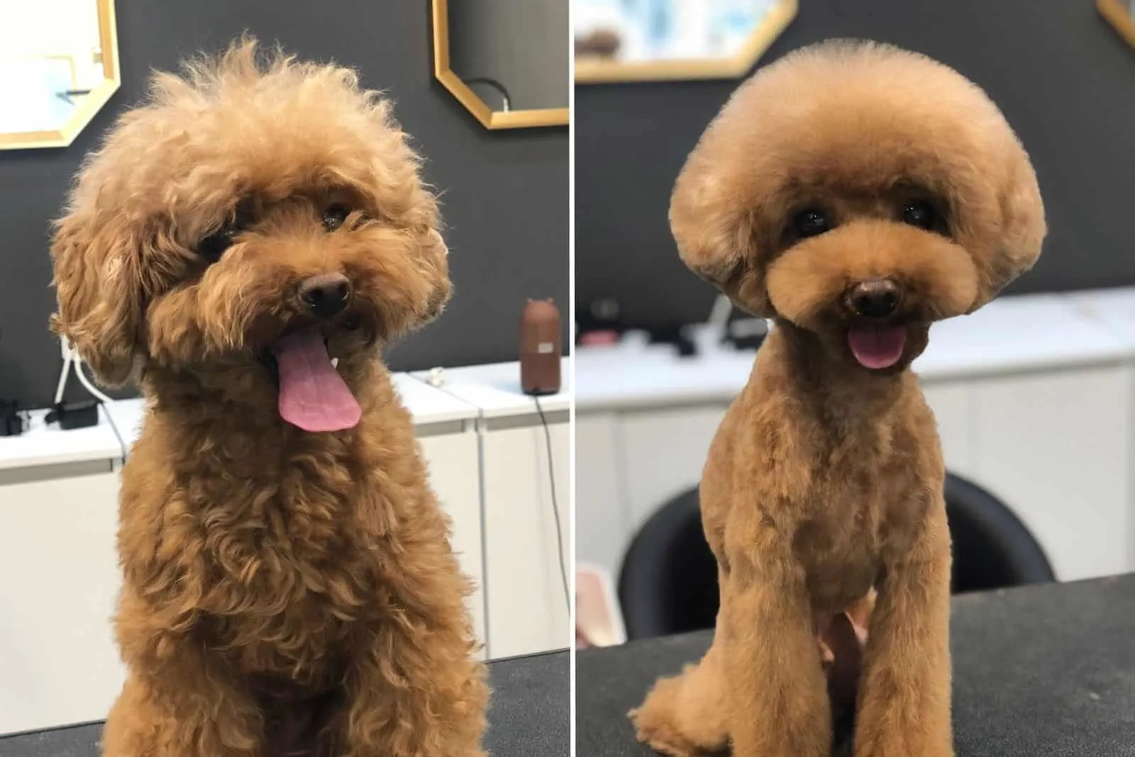 brown fluffy dog before and after grooming