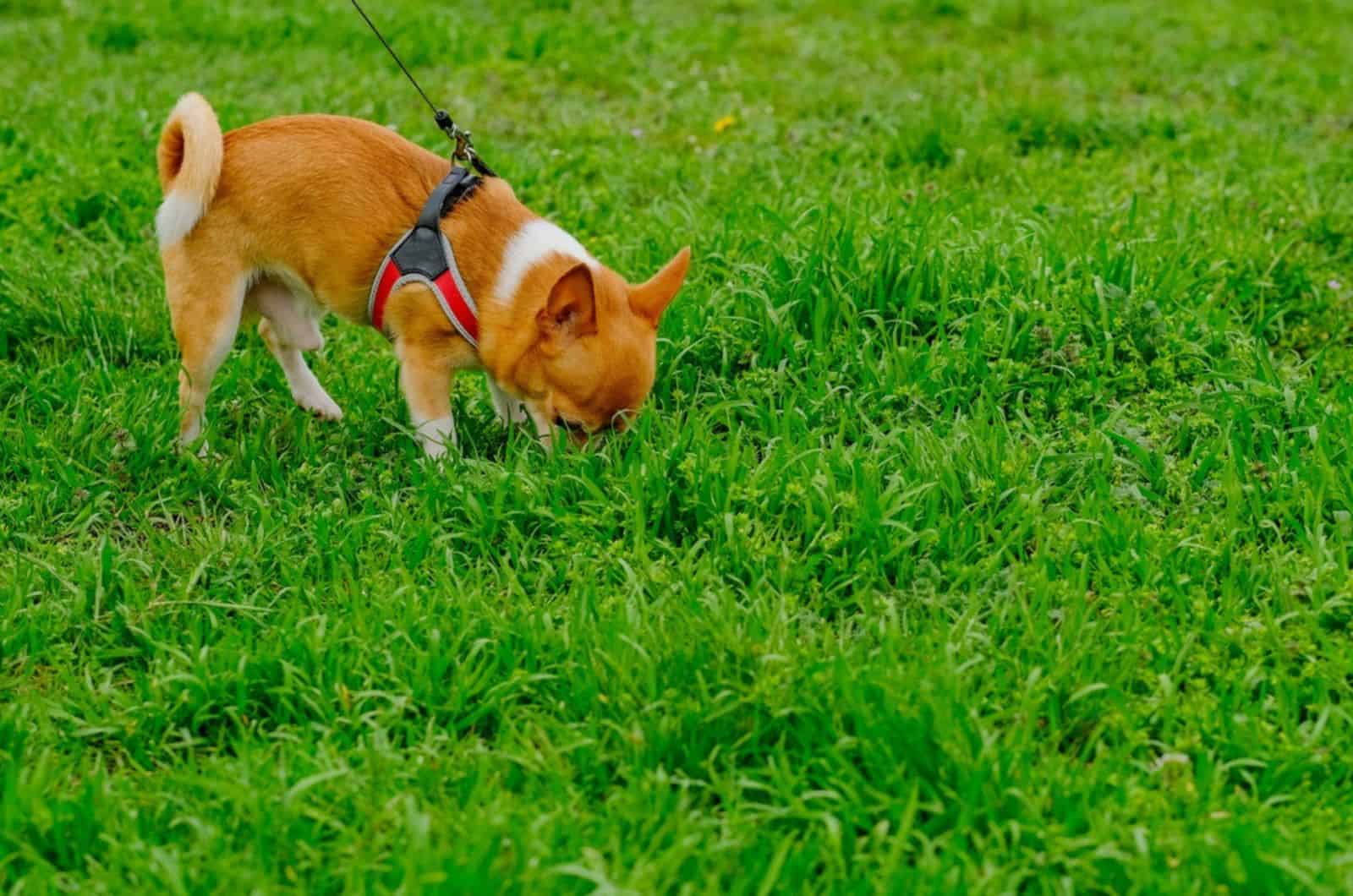 chihuahua dog sniffing the grass in the park
