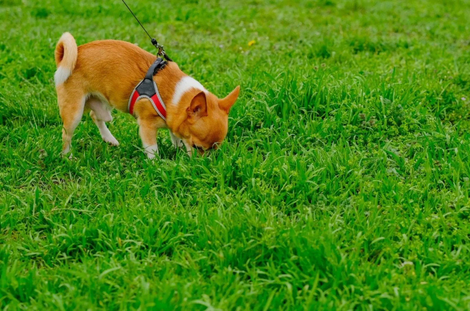 Here's Why You Should Let Your Dog Sniff During Walks