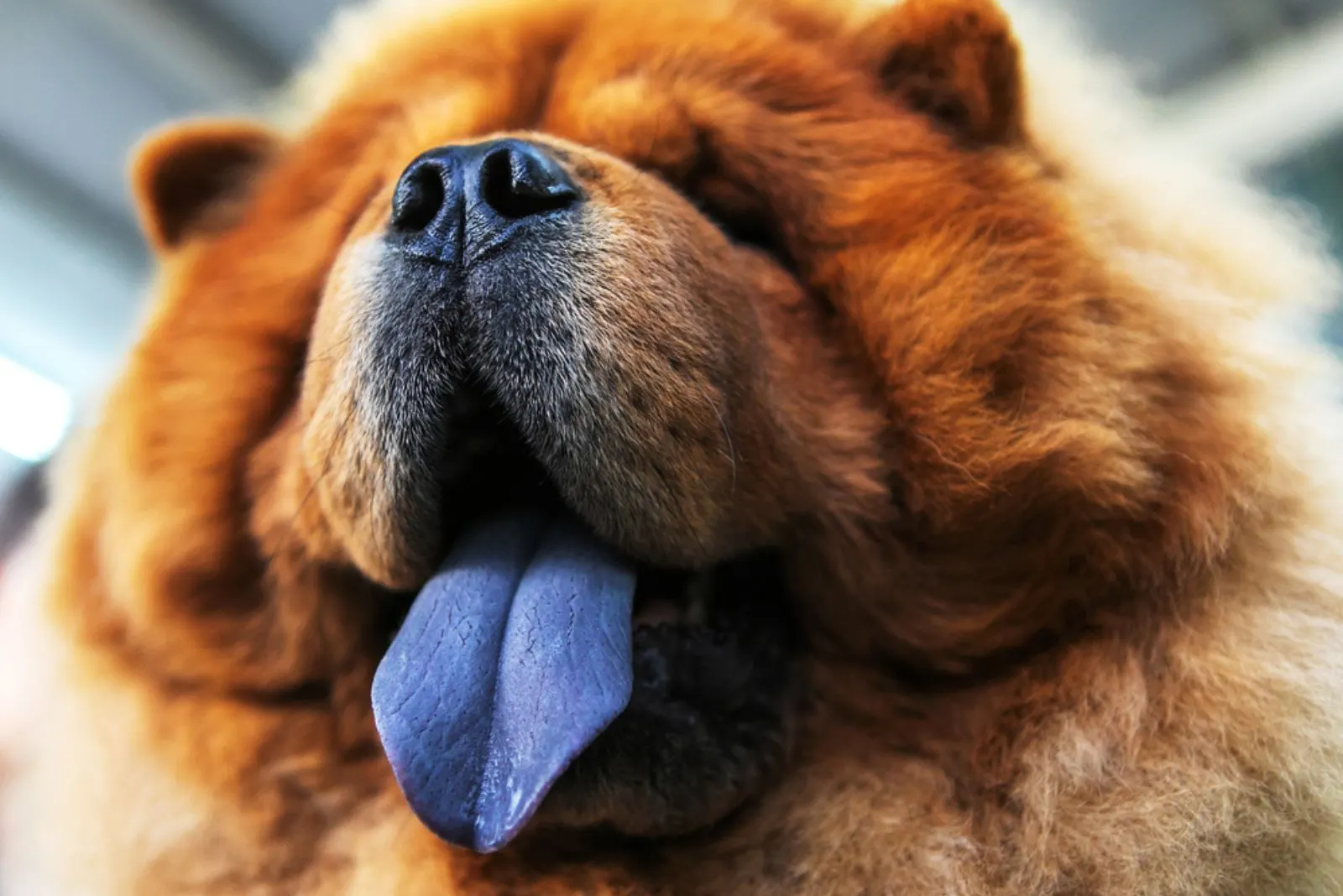 chow chow with purple tongue