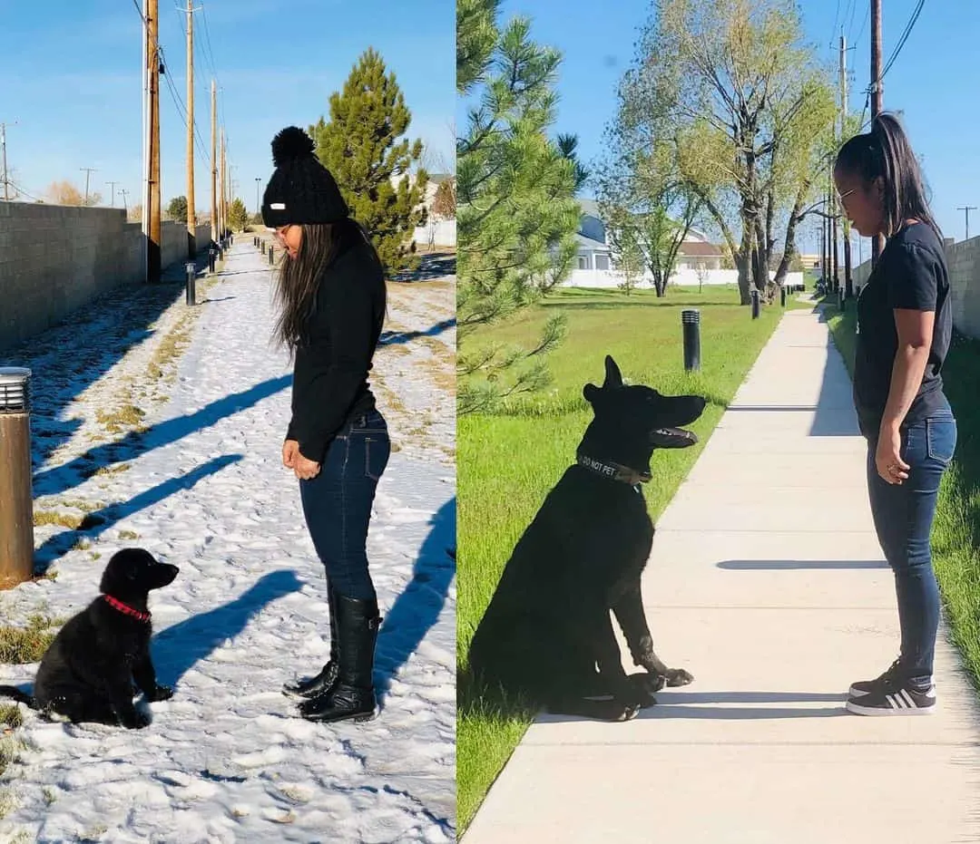 comparison photo of a dog sitting in a span of 6 months