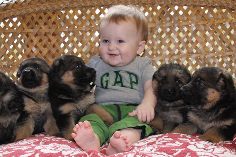 cute baby with german shepherd puppies