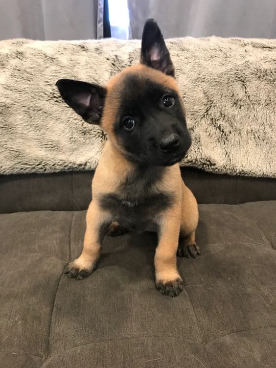 cute belgian malinois puppy