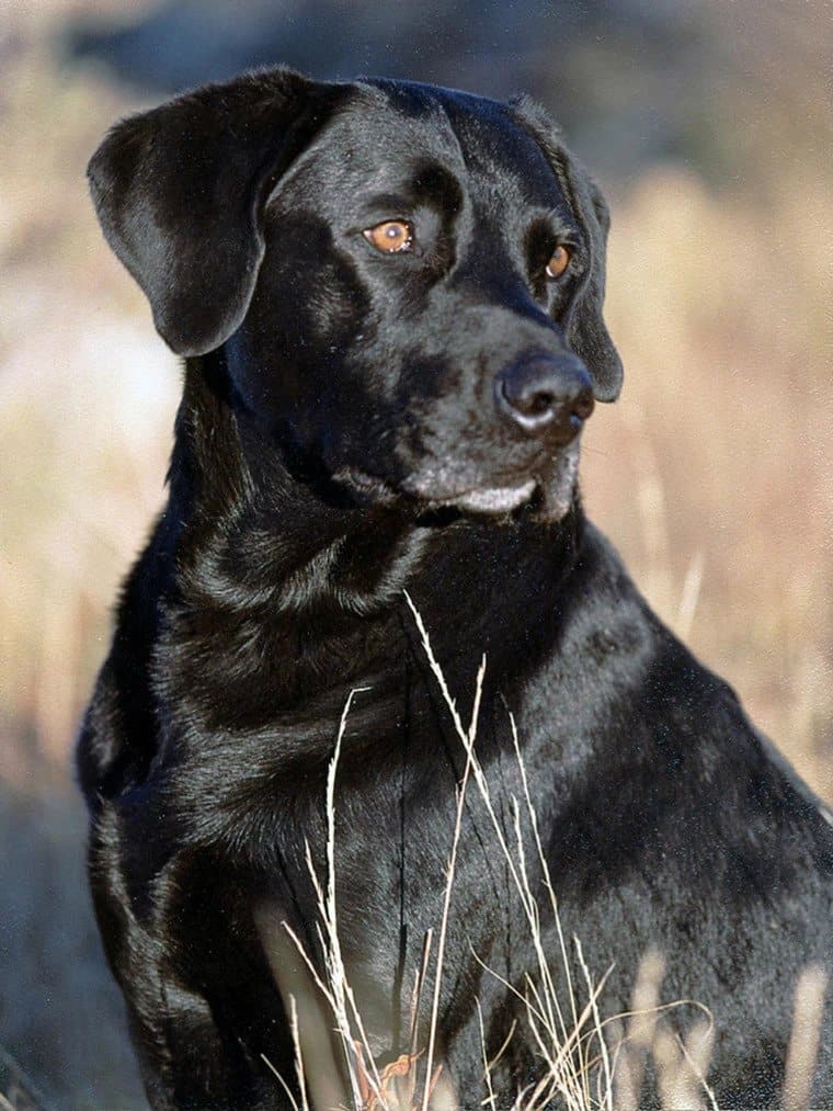 Jake the black Labrador