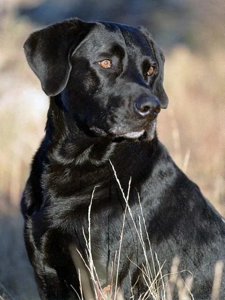 Jake the black Labrador