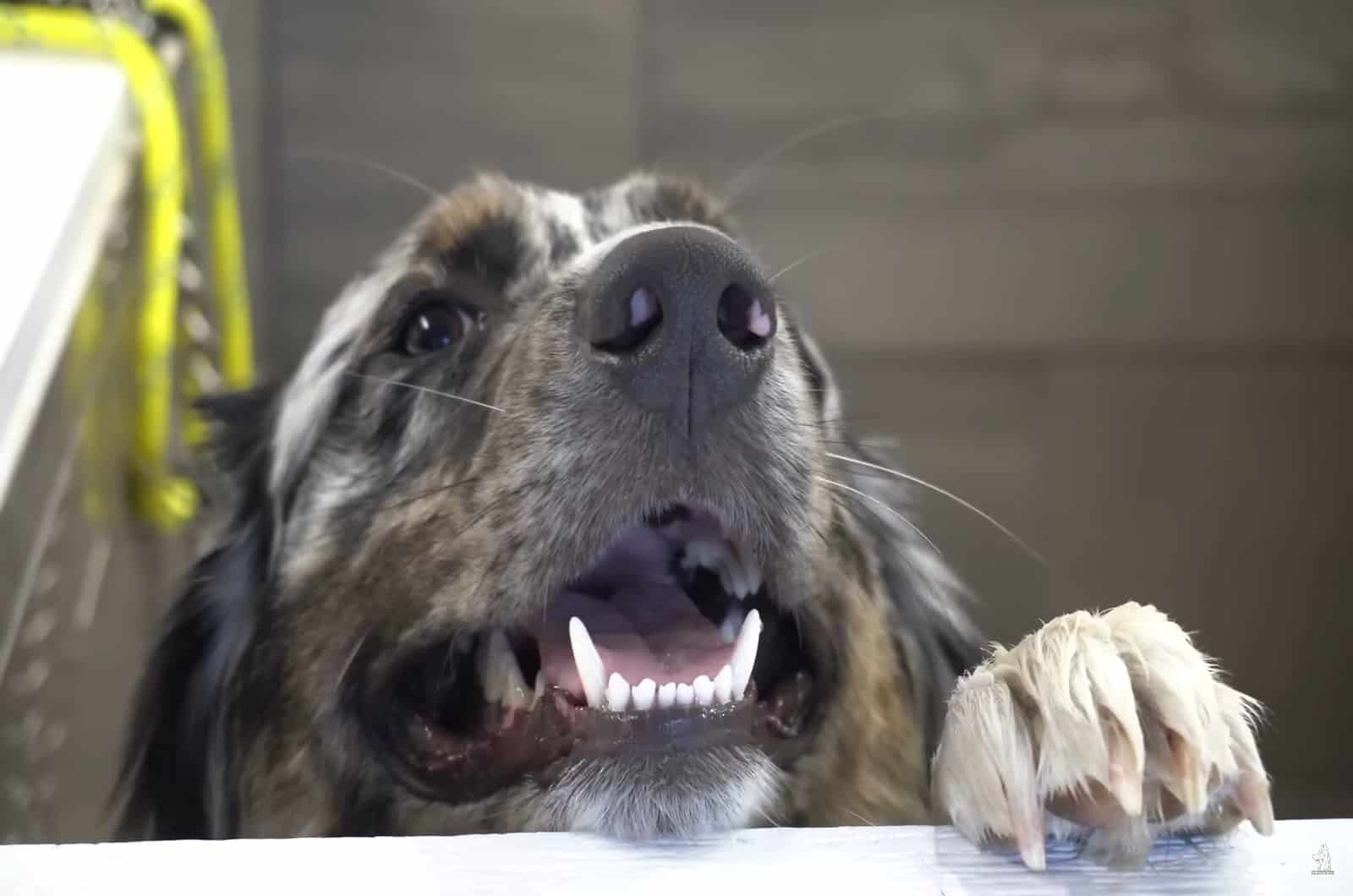 cute dog going to bath