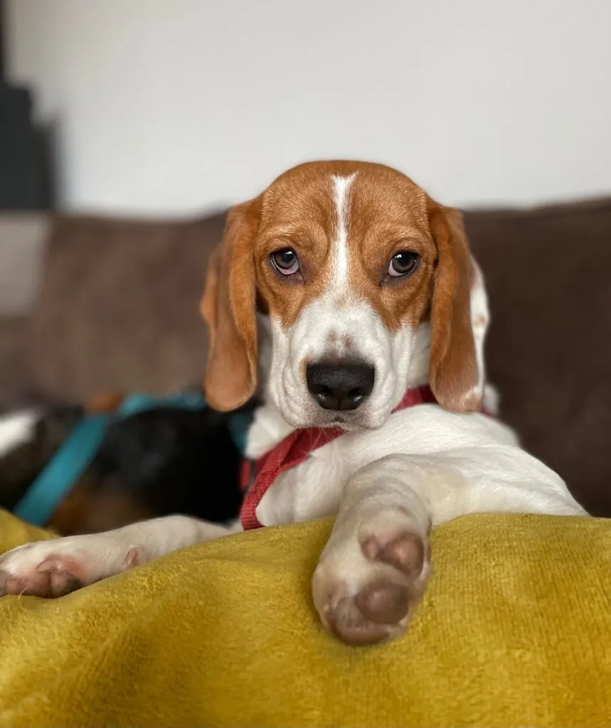 cute dog looking at the camera