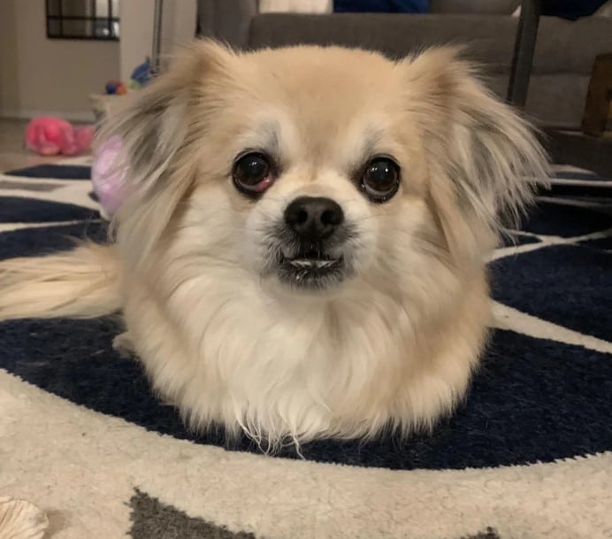 cute dog sitting on the carpet and looking at the camera