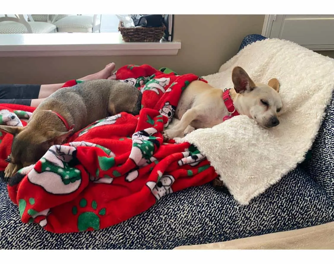cute dogs sleeping under the blanket