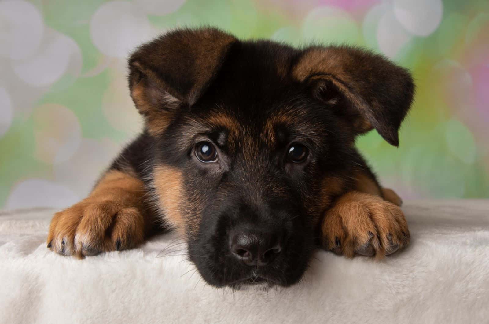 cute german shepherd puppy lying down