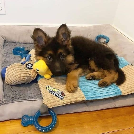 cute german shepherd puppy laying