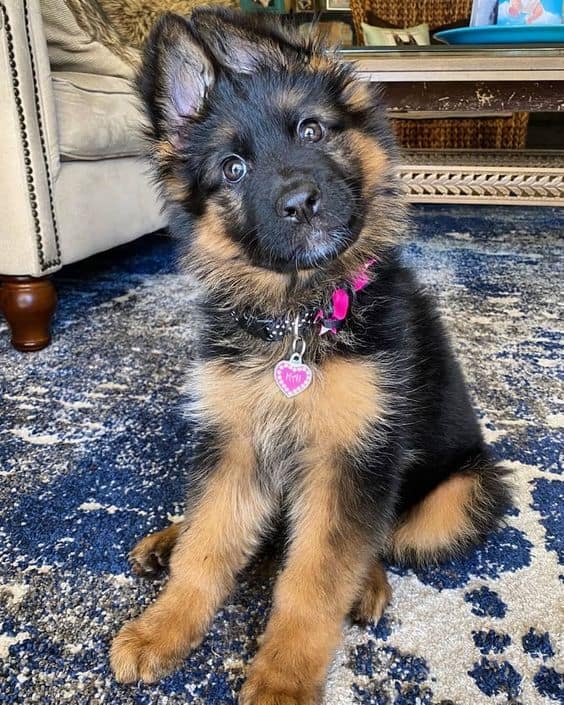 cute german shepherd puppy sitting