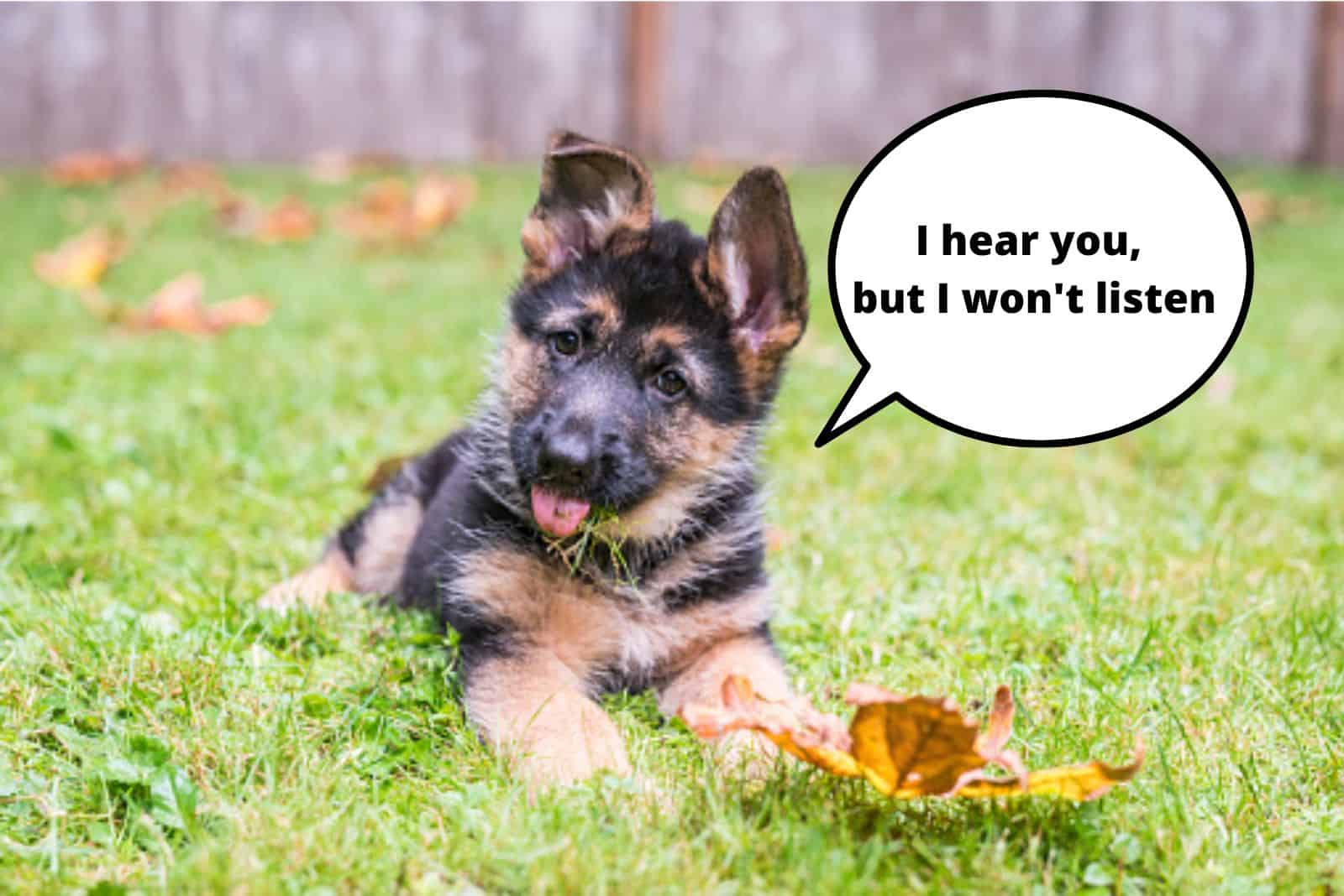 cute german shepherd puppy lying on the grass